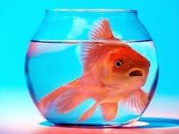 Gold Fish in a bowl 